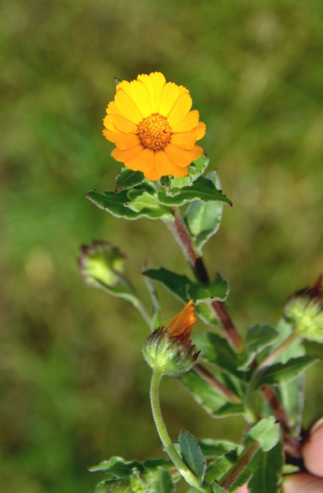 Calendula arvensis